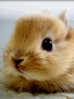 Cute_Bunny.jpg