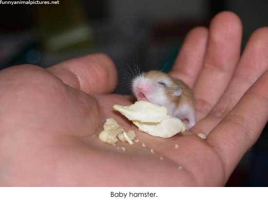 baby_hamster.jpg
