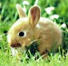 Bunny.jpg