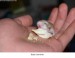 baby_hamster.jpg