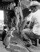 FUN - Funny Animals - Farm Cats.jpg